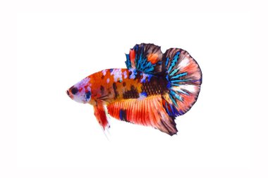Fighting Fish, Betta Fish : Multicolor Siamese fancy fighting fish (Koi Betta : Japanese fancy carps style) or Galaxy pattern, isolated on white background