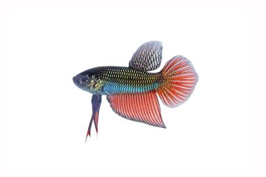 Fighting Fish, Betta Fish : Siamese fighting fish (Isan betta, pure blood wild fish) isolated on white background