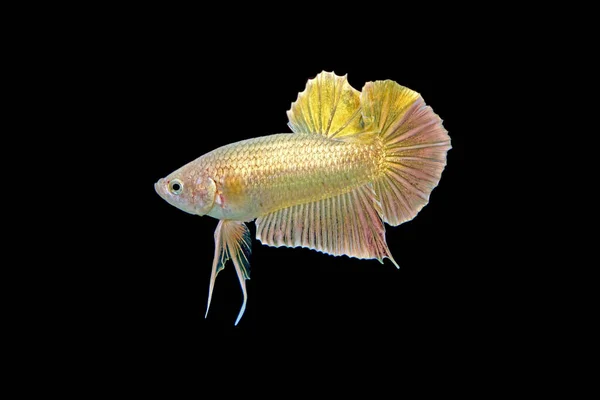 Бій Рибою Betta Fish Siamese Gold Betta Fish Ізольований Чорному — стокове фото