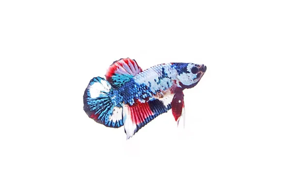 Ikan Tempur Ikan Betta Multicolor Ikan Tempur Mewah Siam Koi — Stok Foto