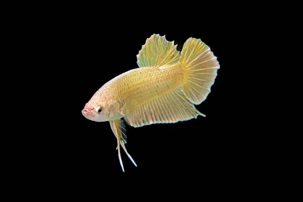 Fighting Fish Betta Fish Siyam Altın Beta Balığı Siyah Arka — Stok fotoğraf