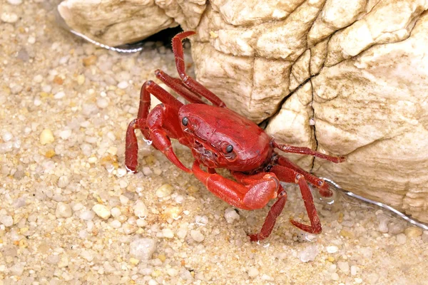 Red Land Crab Phricotelphusa Limula One World Most Beautiful Fresh — Stockfoto