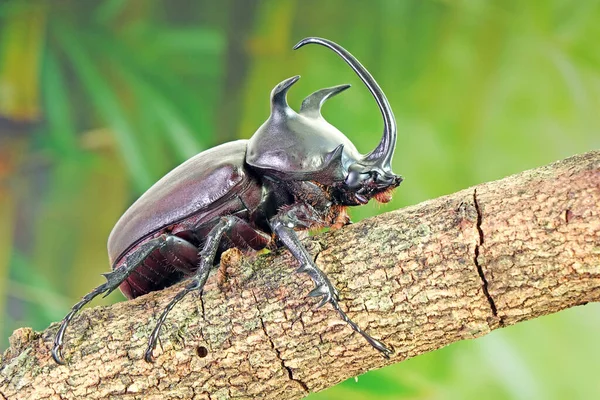 Beetle Siamese Five Horned Beetle Eupatorus Siamensis Endemic Species Rhinoceros — Photo