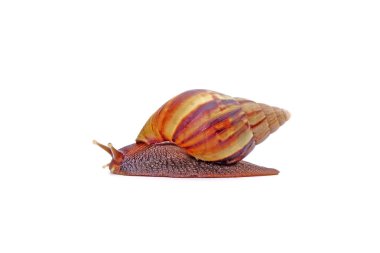 Beyaz arka planda izole edilmiş salyangoz, dev Afrika kara salyangozu (Lissachatina fulica).