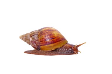 Beyaz arka planda izole edilmiş salyangoz, dev Afrika kara salyangozu (Lissachatina fulica).
