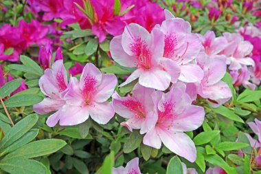 Azaleas (Rododendron). Kızıl Rododendron çiçeklerini kapatın. Azaleas festivali Hubei 'nin Wuhan şehrindeki Mo Shan bahçesinde. Seçici odak
