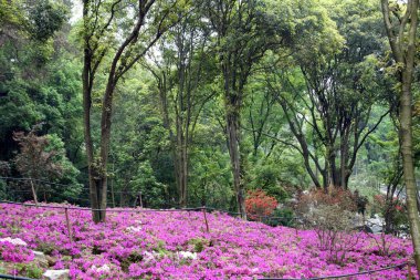 Azaleas (Rododendron). Rhododendron 'un çiçek açan tarlalarındaki ahşap geçit manzarası. Azaleas festivali Mo Shan bahçesinde, Wuhan şehri, Hubei bölgesi Çin.