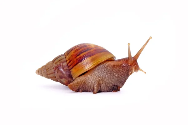 Snail Giant African Snail Giant African Land Snail Lissachatina Fulica — 图库照片