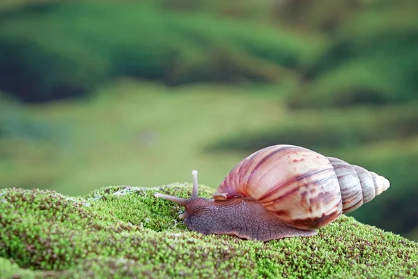 Caracol Caracol Gigante Africano Caracol Gigante Africano Terrestre Lissachatina Fulica — Foto de Stock