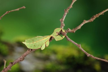 Leaf insect (Phyllium westwoodii), Green leaf insect or Walking leaves are camouflaged to take on the appearance of leaves, rare and protected. Selective focus with blurred green background clipart