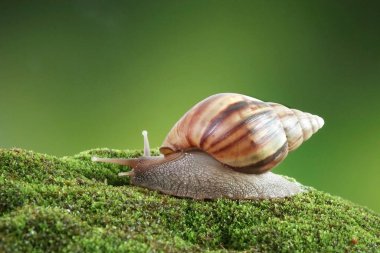 Dev Afrika salyangozu veya dev Afrika kara salyangozu (Lissachatina fulica) seçici odak, kopyalama alanı ile bulanık doğal yeşil arka plan