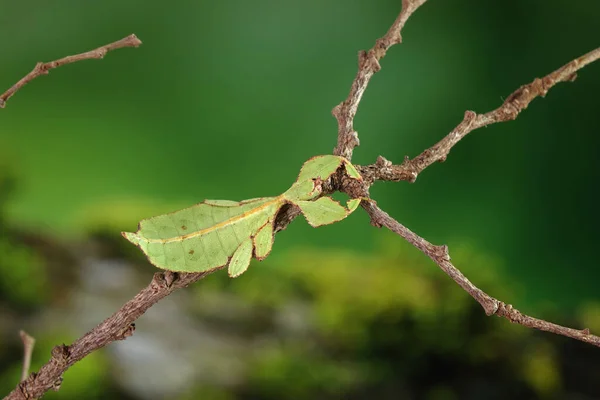 葉の虫 フィリルム西木Dii 緑の葉の虫やウォーキングの葉は 葉の外観を取るためにカモフラージュされ まれで保護されています ぼやけた緑の背景を持つ選択的フォーカス — ストック写真