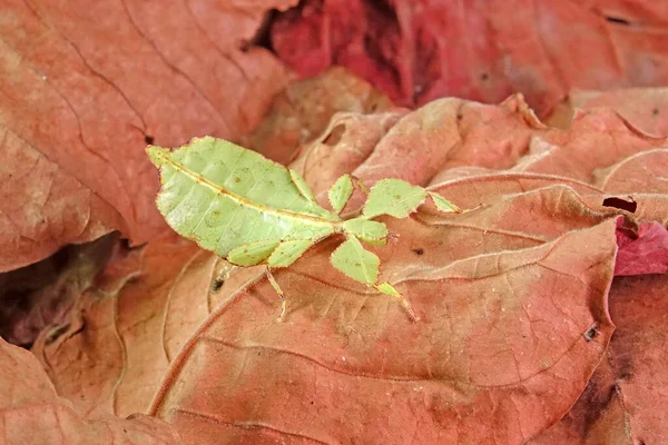 Leaf Insect Phyllium Westwoodii Green Leaf Insect Walking Leaves Camouflaged — 스톡 사진