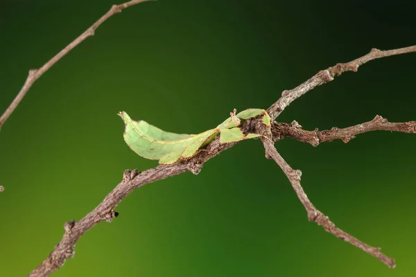 Inseto Folha Phyllium Westwoodii Inseto Folha Verde Folhas São Camufladas — Fotografia de Stock