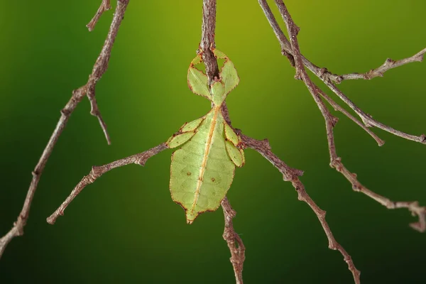 葉の虫 フィリルム西木Dii 緑の葉の虫やウォーキングの葉は 葉の外観を取るためにカモフラージュされ まれで保護されています ぼやけた緑の背景を持つ選択的フォーカス — ストック写真
