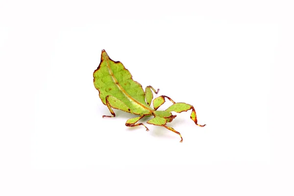 Insecte Des Feuilles Phyllium Westwoodii Isolé Sur Fond Blanc Insecte — Photo