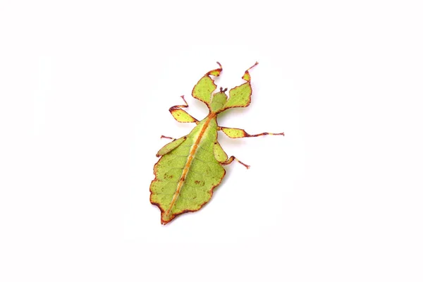 Leaf Insect Phyllium Westwoodii Isolated White Background Green Leaf Insect — 스톡 사진