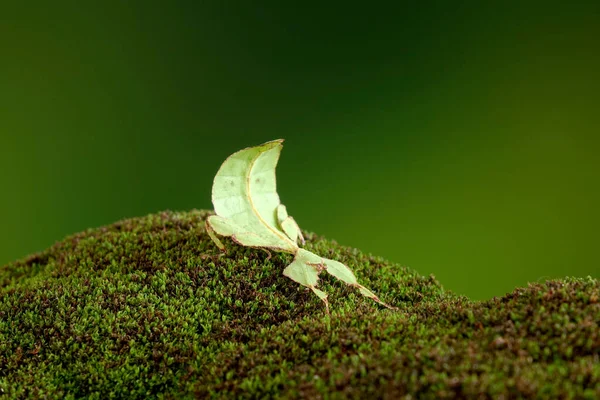 Leaf Insect Phyllium Westwoodii Green Leaf Insect Walking Leaves Camouflaged — Stock Photo, Image