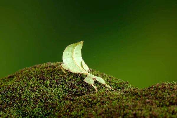 葉の虫 フィリルム西木Dii 緑の葉の虫やウォーキングの葉は 葉の外観を取るためにカモフラージュされ まれで保護されています ぼやけた緑の背景を持つ選択的フォーカス — ストック写真