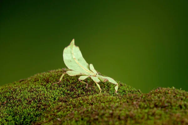 Leaf insect (Phyllium westwoodii), Green leaf insect or Walking leaves are camouflaged to take on the appearance of leaves, rare and protected. Selective focus with blurred green background