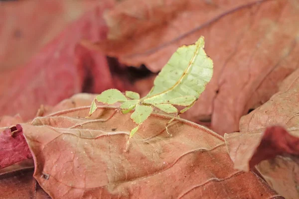 Levél Rovar Phyllium Westwoodii Zöld Levél Rovar Vagy Sétáló Levelek — Stock Fotó