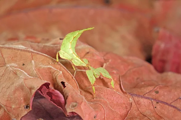 Insecte Des Feuilles Phyllium Westwoodii Insecte Des Feuilles Vertes Les — Photo