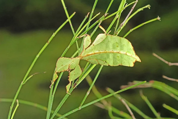 Yaprak Böceği Phyllium Westwoodii Yeşil Yaprak Böceği Veya Yürüyen Yapraklar — Stok fotoğraf