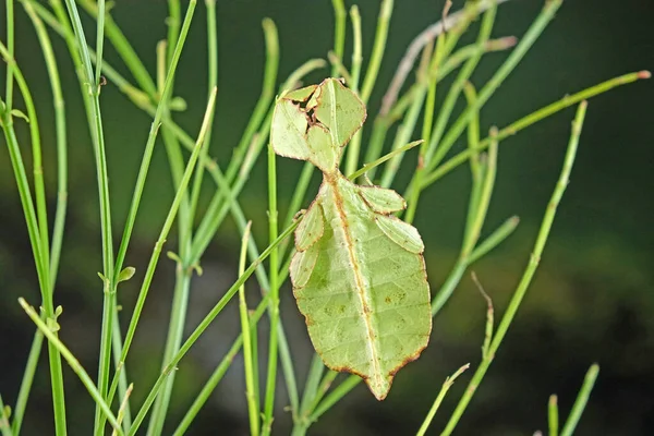 Blattinsekten Phyllium Westwoodii Grüne Blattinsekten Oder Wanderblätter Sind Getarnt Das — Stockfoto