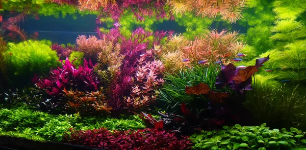 Acuario Coloridas Plantas Acuáticas Tanque Acuario Con Diseño Acuático Estilo — Foto de Stock