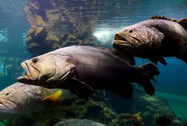 Giant Grouper Epinephelus Lanceolatus Také Známý Jako Queensland Grouper Žíhaný — Stock fotografie