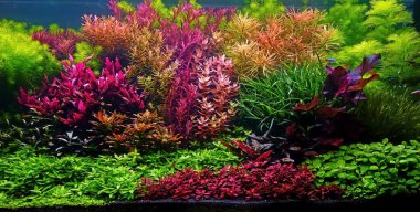 Colorful aquatic plants in aquarium tank with nature style aquascaping layout clipart