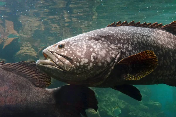 Гигантский Окунь Epinephelus Lanceolatus Известный Queensland Grouper Brindle Grouper Пятнисто — стоковое фото