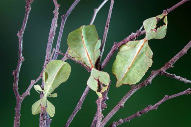 Yaprak böceği (Phyllium westwoodii), yeşil yaprak böceği veya yürüyen yapraklar nadir ve korunmuş yaprakların görünümünü almak için kamufle olurlar. Seçici odak, bulanık yeşil arkaplan, kopyalama alanı