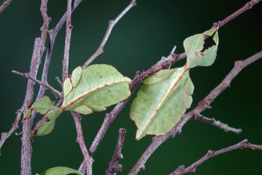 Leaf insect (Phyllium westwoodii), Green leaf insect or Walking leaves are camouflaged to take on the appearance of leaves, rare and protected. Selective focus, blurred green background, copy space clipart