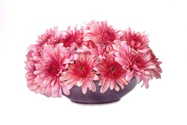 Masa dekorasyonu, ev dekorasyonu ve iç dekorasyon için seramik kasede kasımpatı çiçekleri. Taze çiçekler, beyaz arka planda izole edilmiş.