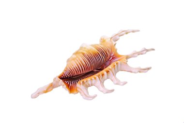 Deniz kabukları ya da deniz kabukları (