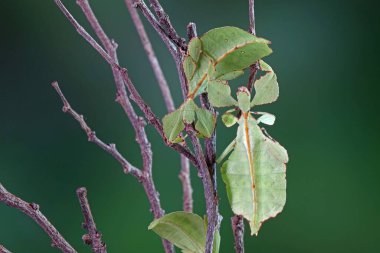 Leaf insect (Phyllium westwoodii), Green leaf insect or Walking leaves are camouflaged to take on the appearance of leaves, rare and protected. Selective focus, blurred green background, copy space clipart