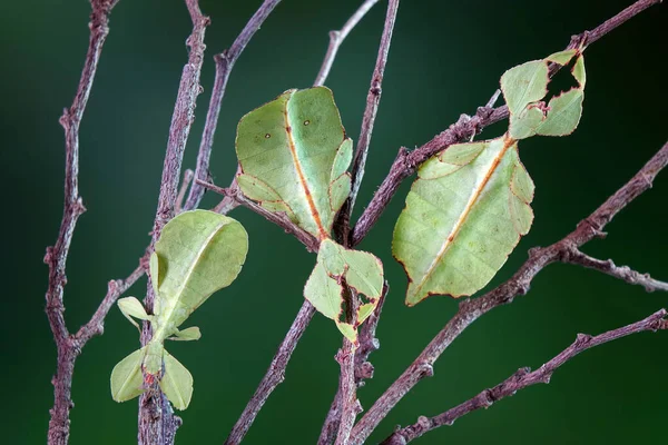 葉の虫 フィリルム西木Dii 緑の葉の虫やウォーキングの葉は 葉の外観を取るためにカモフラージュされ まれで保護されています 選択的焦点 ぼやけた緑の背景 コピースペース — ストック写真