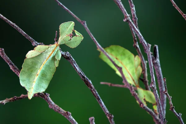 葉の虫 フィリルム西木Dii 緑の葉の虫やウォーキングの葉は 葉の外観を取るためにカモフラージュされ まれで保護されています 選択的焦点 ぼやけた緑の背景 コピースペース — ストック写真