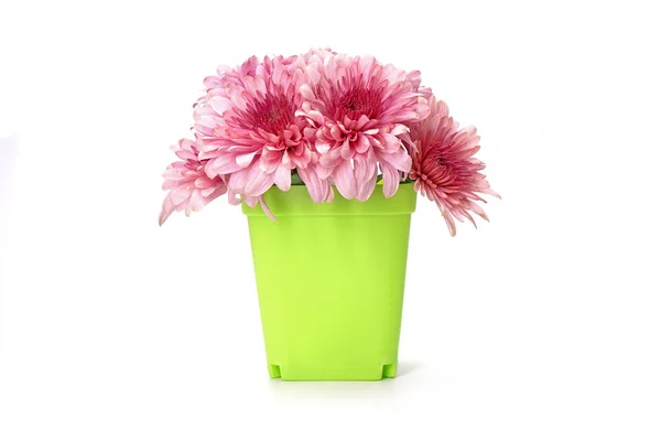 Flowers Chrysanthemum Flowers Vivid Green Plastic Pot Table Decoration Home — Stock Photo, Image