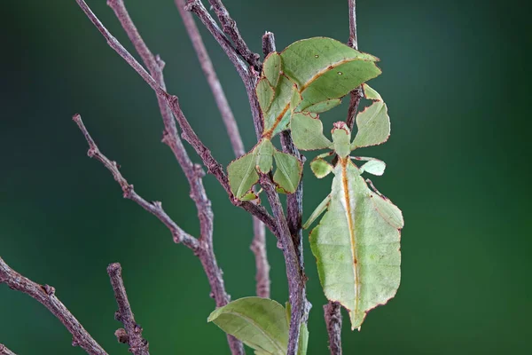 Листья Насекомых Phyllium Westwoodii Зеленых Листьев Насекомых Ходячих Листьев Замаскированы — стоковое фото