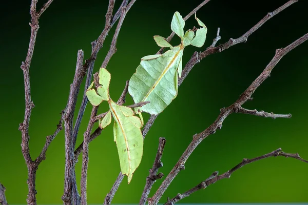 잎벌레 Phylium Westwoodii 희귀하고 보호받는 잎처럼 보이도록 위장되어 선택적 — 스톡 사진