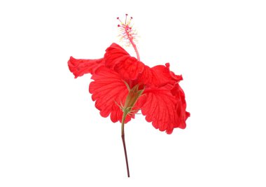 Red Hibiscus flower isolated on white background. Hibiscus flower or Chinese rose (Hibiscus rosa sinensis Linn. 