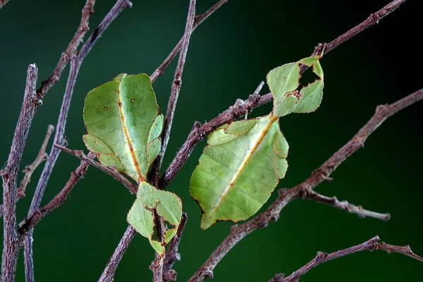 잎벌레 Phylium Westwoodii 희귀하고 보호받는 잎처럼 보이도록 위장되어 선택적 — 스톡 사진
