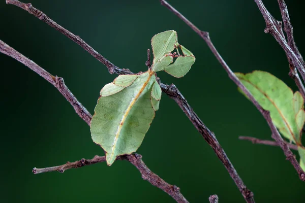 Листья Насекомых Phyllium Westwoodii Зеленых Листьев Насекомых Ходячих Листьев Замаскированы — стоковое фото