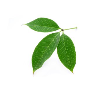 Beyaz arka planda izole edilmiş plastik ağaç yaprağı. Para kauçuk ağacı (Hevea brasiliensis), aynı zamanda bir ağaç, seringueira, kauçuk ağaç veya kauçuk bitki olarak da bilinir.