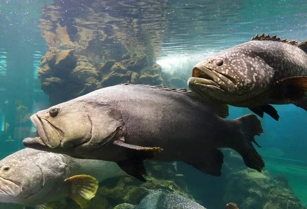 Giant Grouper Epinephelus Lanceolatus Také Známý Jako Queensland Grouper Žíhaný — Stock fotografie