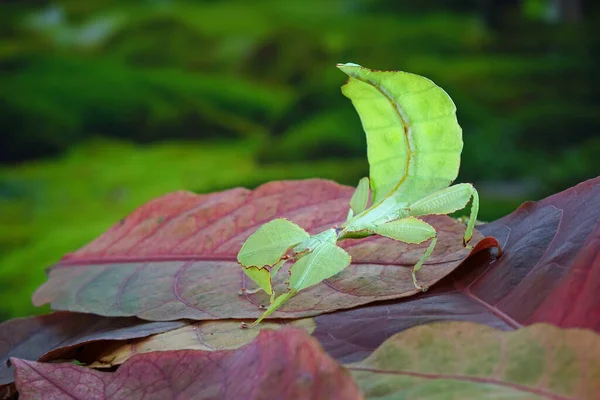 葉の虫 フィリルム西部の森I 緑の葉の虫やウォーキングの葉の外観を取るためにカモフラージュされ まれで保護されています 選択的焦点 ぼやけた緑の背景 — ストック写真