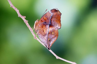 Autumn Leaf Butterfly (Doleschallia bisaltide) Güney Asya, Güneydoğu Asya ve Avustralya 'da bulunan nemfobik bir kelebek türüdür. Yaprak kanat olarak da bilinir. Seçici odak