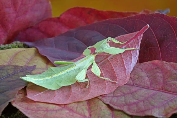 Levél Rovar Phyllium Westwoodii Zöld Levél Rovar Vagy Walking Levelek — Stock Fotó